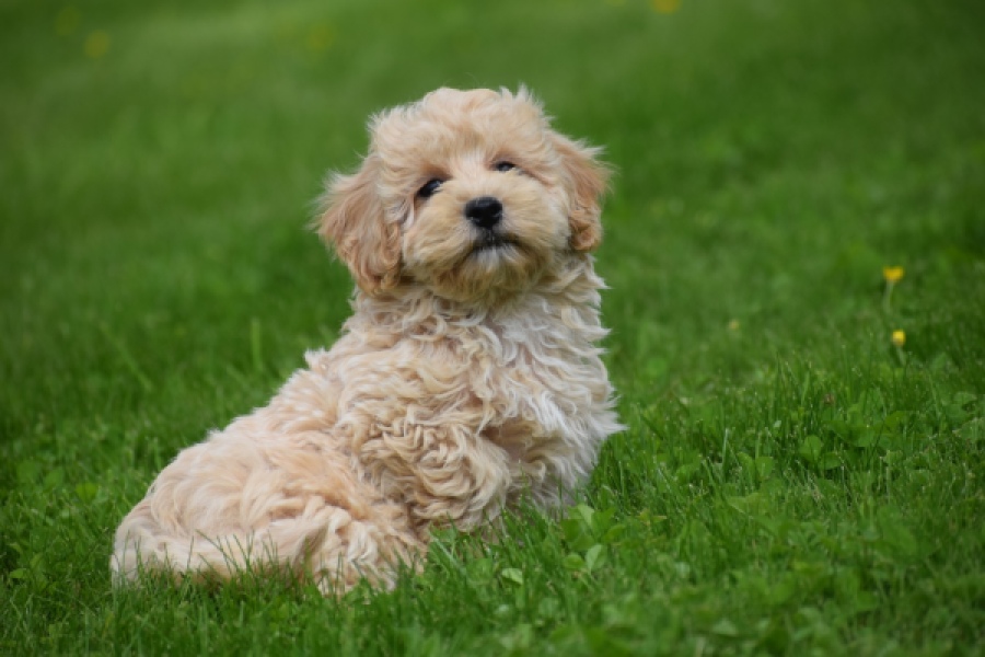 Maltipoo (reu) 29768