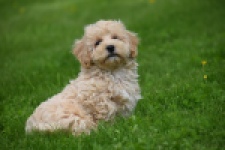Maltipoo (reu) 29768