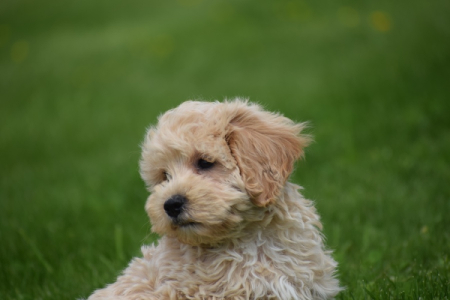 Maltipoo (reu) 29768