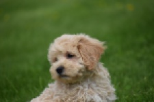 Maltipoo (reu) 29768