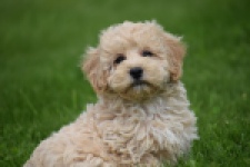 Maltipoo (reu) 29768