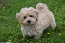 Maltipoo (reu) 29768