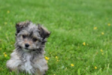 Yorkshire Terrier (reu) 62760