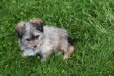 Yorkshire Terrier (reu) 62760