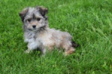 Yorkshire Terrier (reu) 62760
