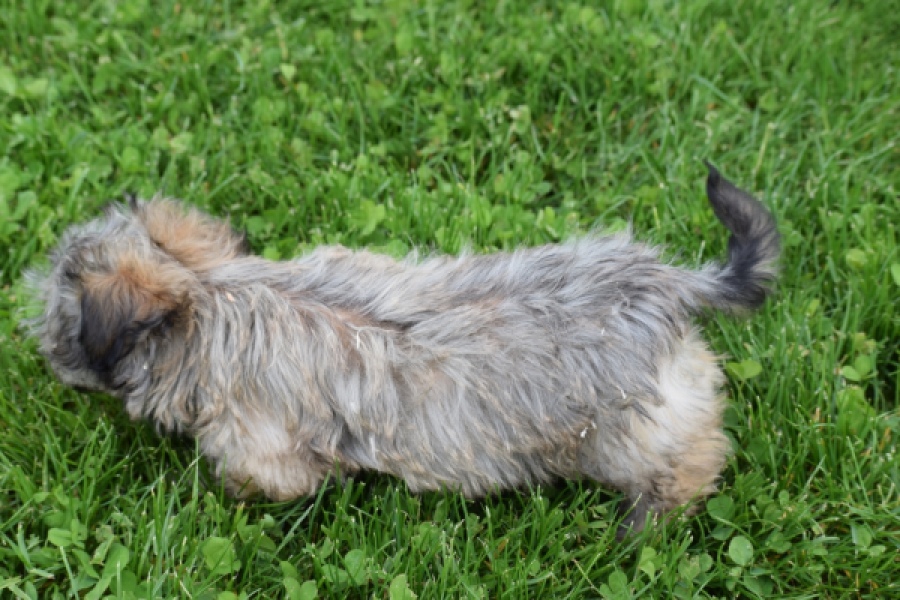 Yorkshire Terrier (reu) 62760