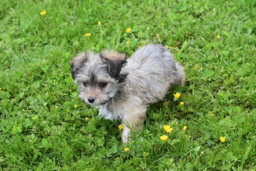 Yorkshire Terrier (reu) 62760
