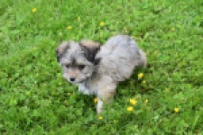 Yorkshire Terrier (reu) 62760