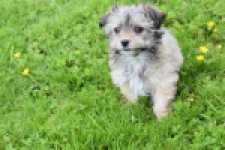Yorkshire Terrier (reu) 62760