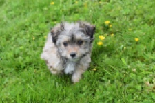 Yorkshire Terrier (reu) 62760