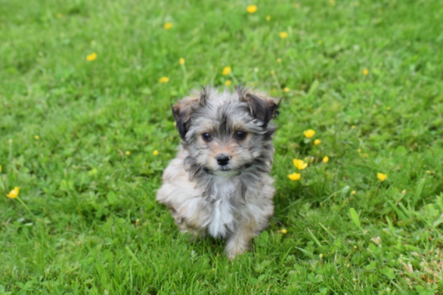 Yorkshire Terrier (reu) 62760