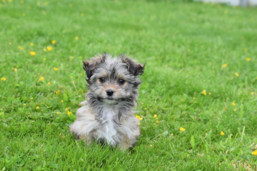 Yorkshire Terrier (reu) 62760