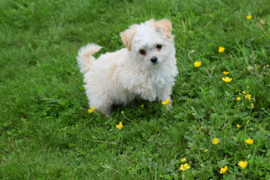 Yorkshire Terrier (teef) 64230