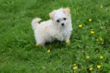 Yorkshire Terrier (teef) 64230