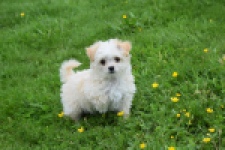 Yorkshire Terrier (teef) 64230