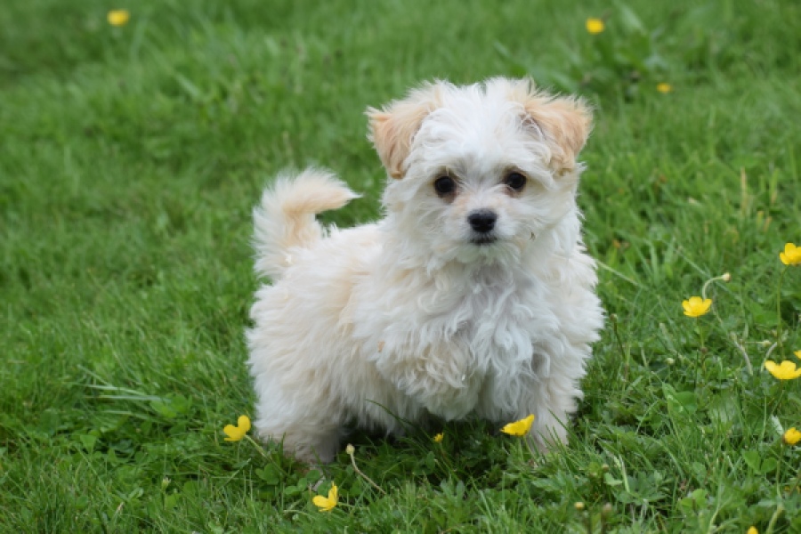 Yorkshire Terrier (teef) 64230