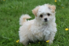 Yorkshire Terrier (teef) 64230