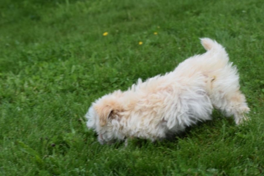 Yorkshire Terrier (teef) 64230