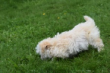 Yorkshire Terrier (teef) 64230