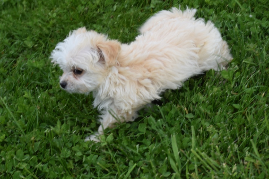 Yorkshire Terrier (teef) 64230