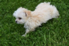 Yorkshire Terrier (teef) 64230