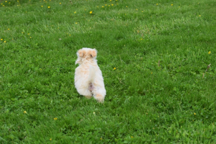 Yorkshire Terrier (teef) 64230