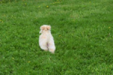 Yorkshire Terrier (teef) 64230