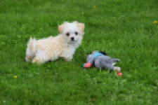 Yorkshire Terrier (teef) 64230
