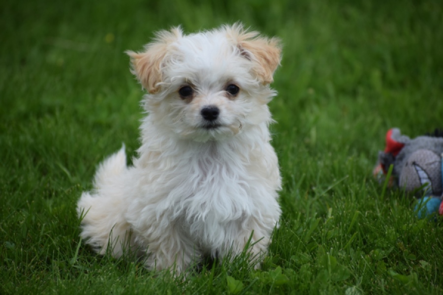 Yorkshire Terrier (teef) 64230