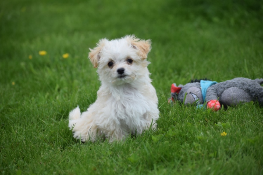 Yorkshire Terrier (teef) 64230