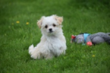 Yorkshire Terrier (teef) 64230