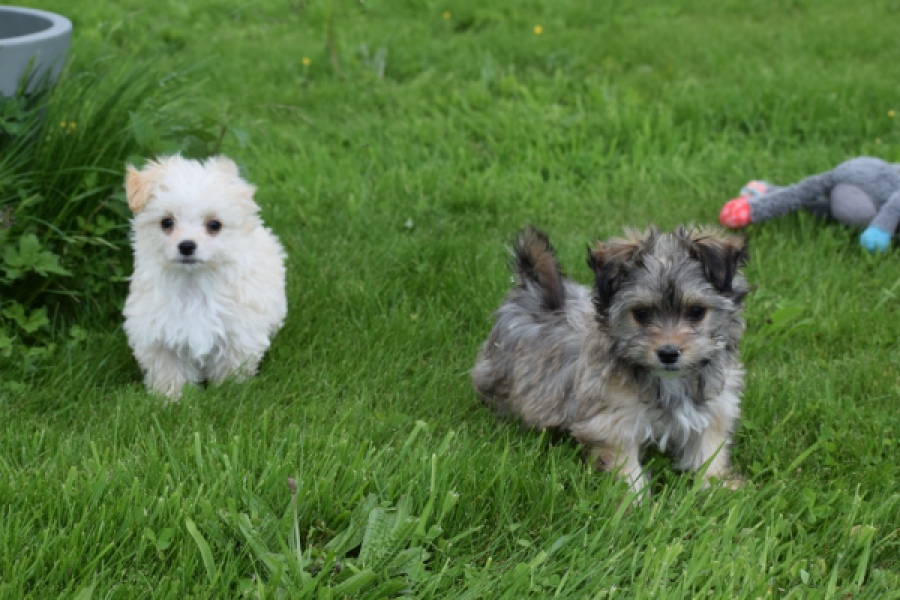 Yorkshire Terrier (teef) 64230