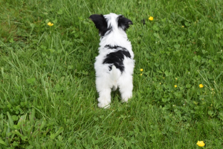 Biewer Yorkshire terrier (reu) 64390
