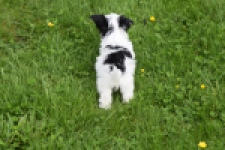 Biewer Yorkshire terrier (reu) 64390