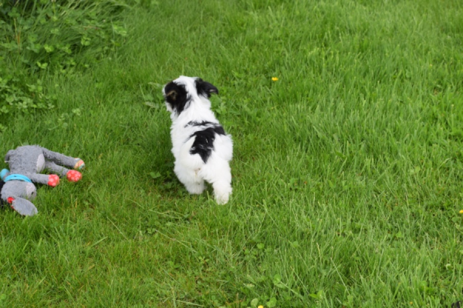 Biewer Yorkshire terrier (reu) 64390