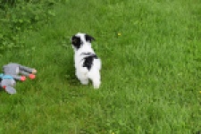 Biewer Yorkshire terrier (reu) 64390