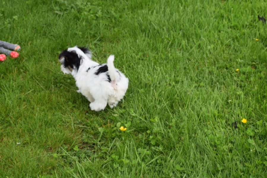 Biewer Yorkshire terrier (reu) 64390