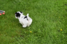 Biewer Yorkshire terrier (reu) 64390