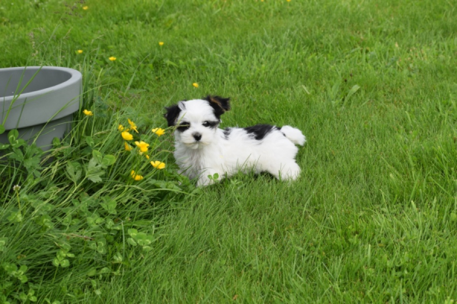 Biewer Yorkshire terrier (reu) 64390
