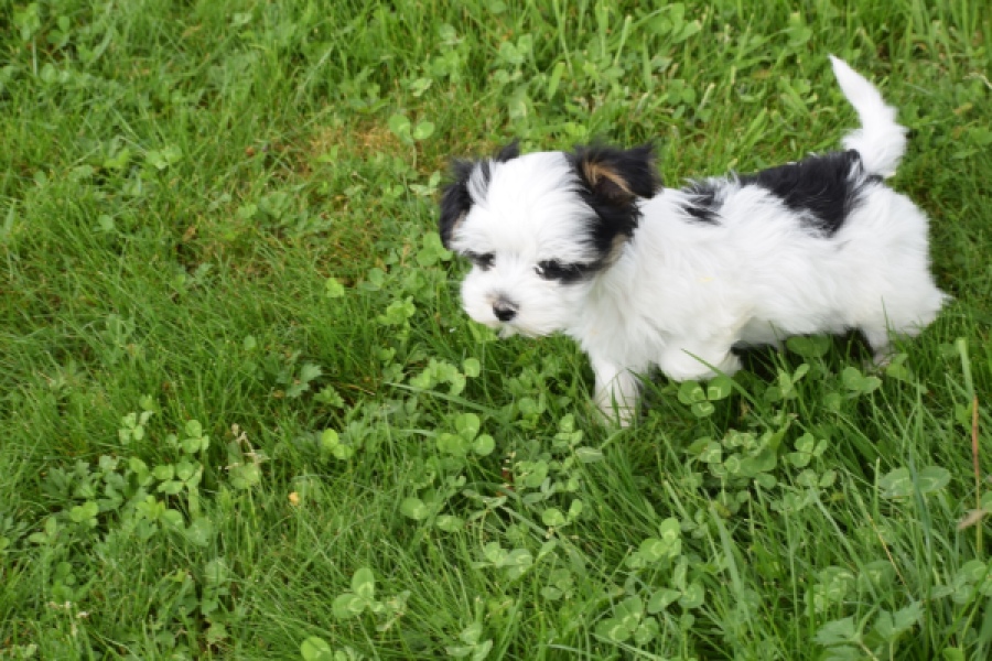 Biewer Yorkshire terrier (reu) 64390
