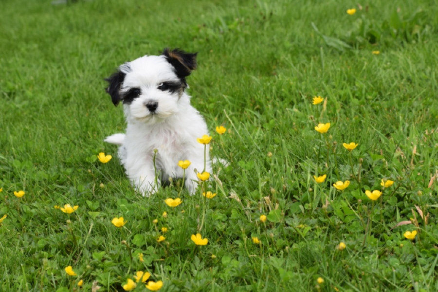 Biewer Yorkshire terrier (reu) 64390