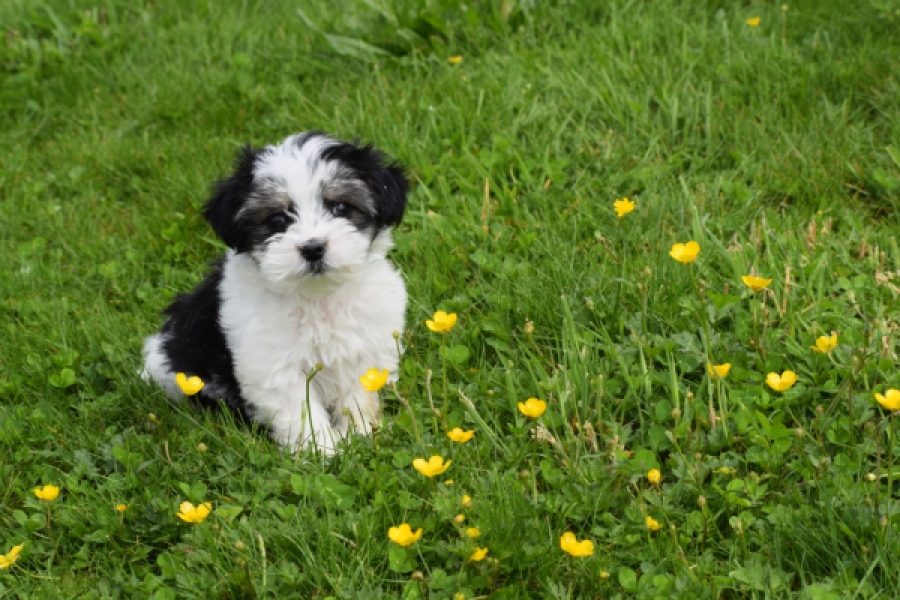 Biewer Yorkshire terrier (reu) 64383