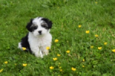 Biewer Yorkshire terrier (reu) 64383