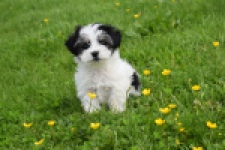 Biewer Yorkshire terrier (reu) 64383
