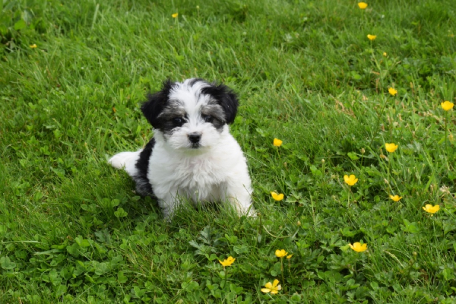 Biewer Yorkshire terrier (reu) 64383