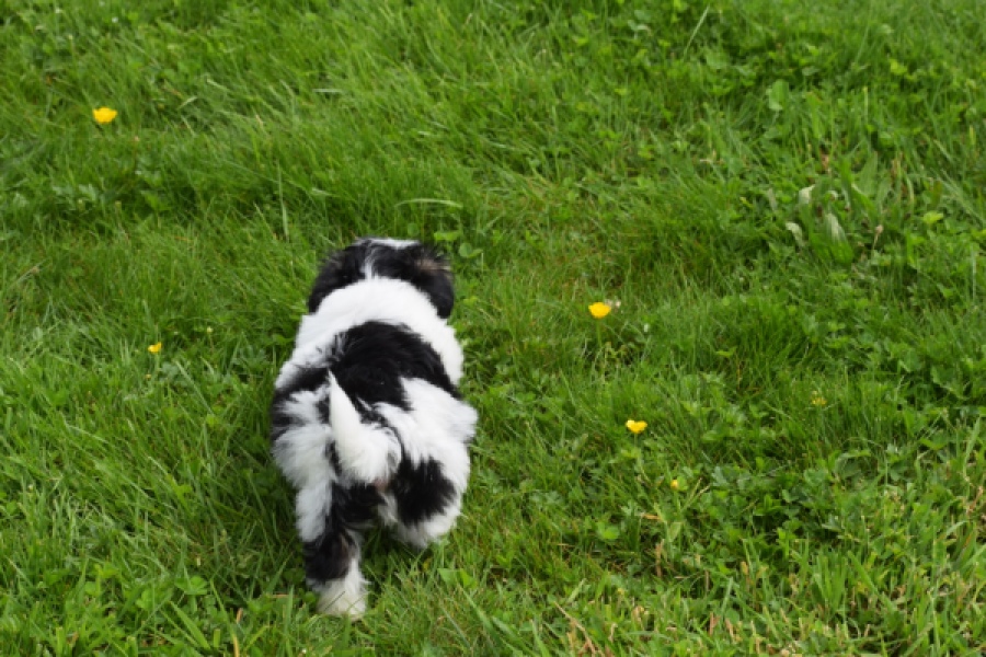 Biewer Yorkshire terrier (reu) 64383