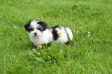 Biewer Yorkshire terrier (reu) 64383