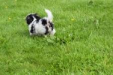 Biewer Yorkshire terrier (reu) 64383