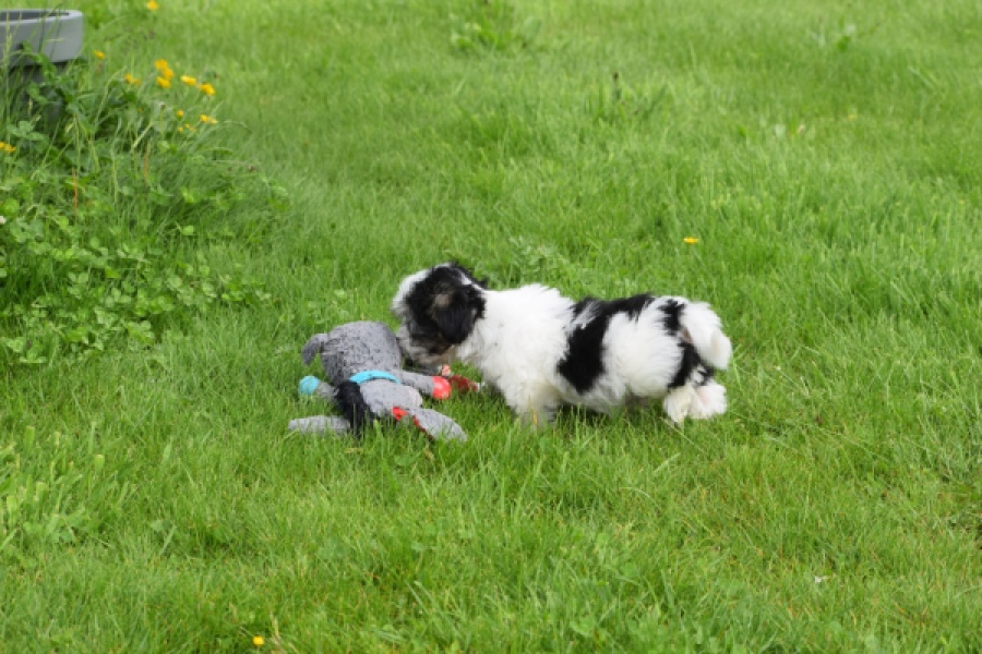 Biewer Yorkshire terrier (reu) 64383