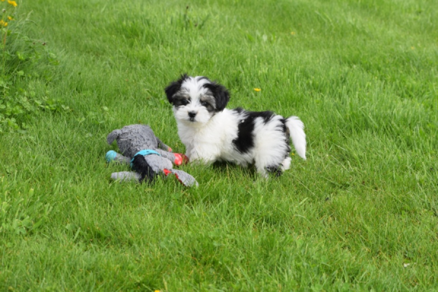 Biewer Yorkshire terrier (reu) 64383